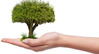 Plantemos un árbol