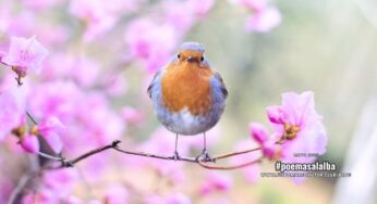 Soy un pajaro